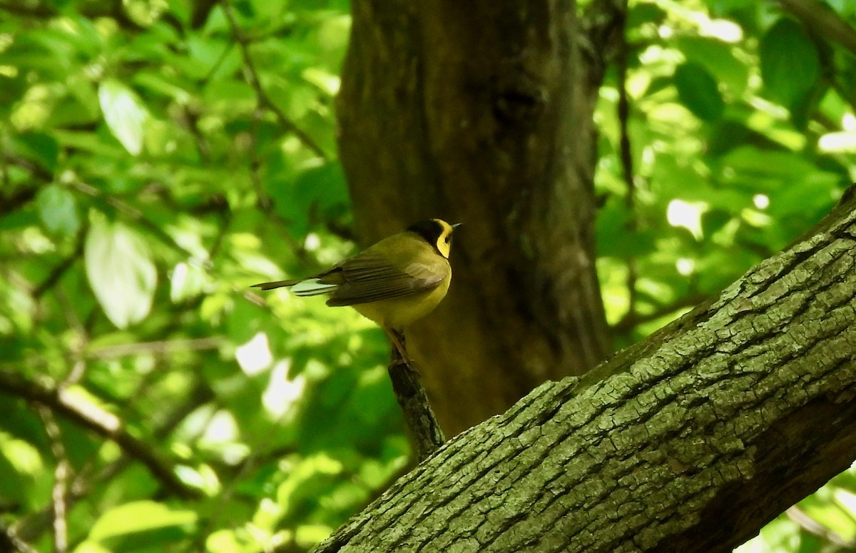 Hooded Warbler - ML636856028