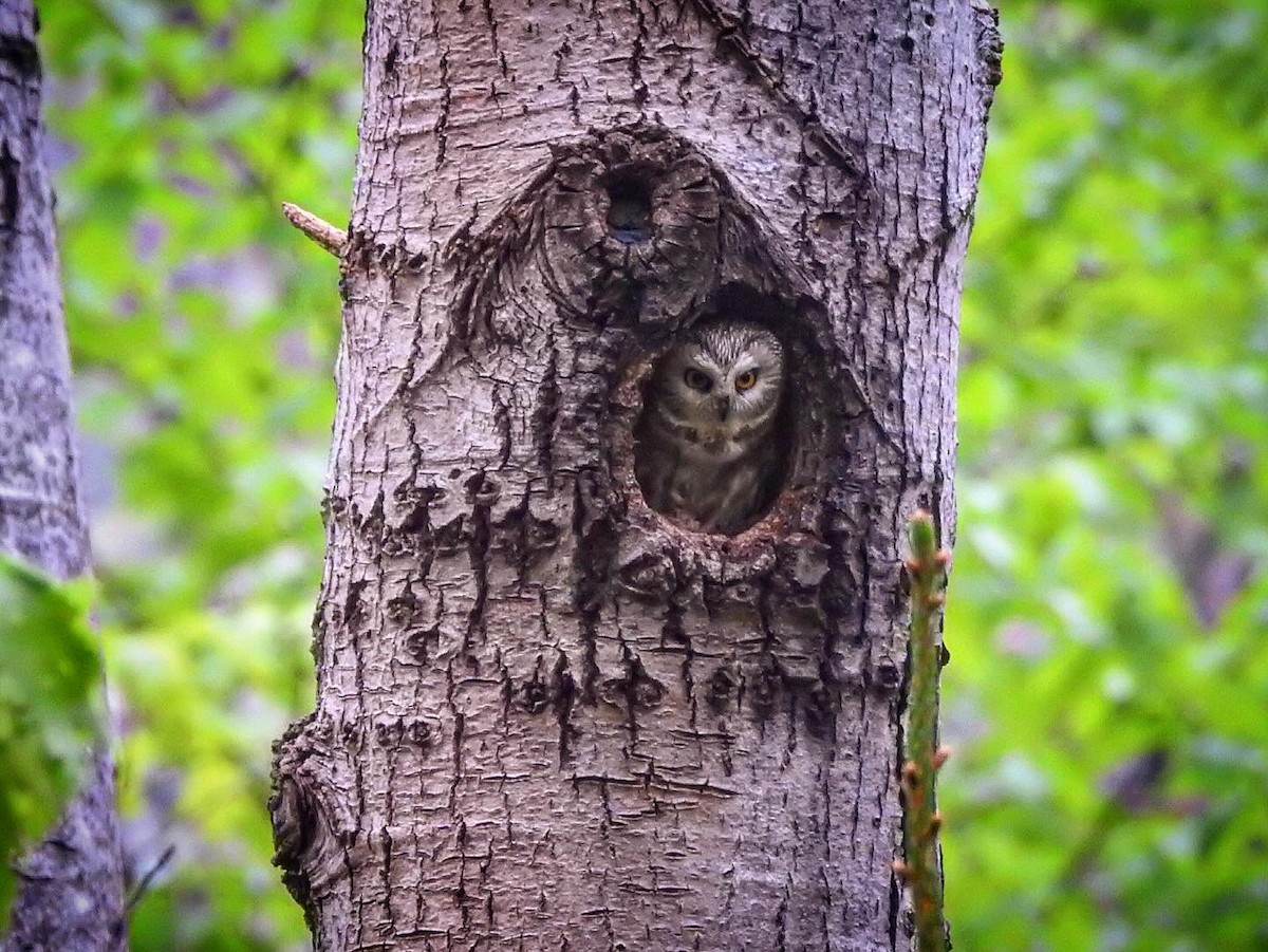 Northern Saw-whet Owl - ML636856029