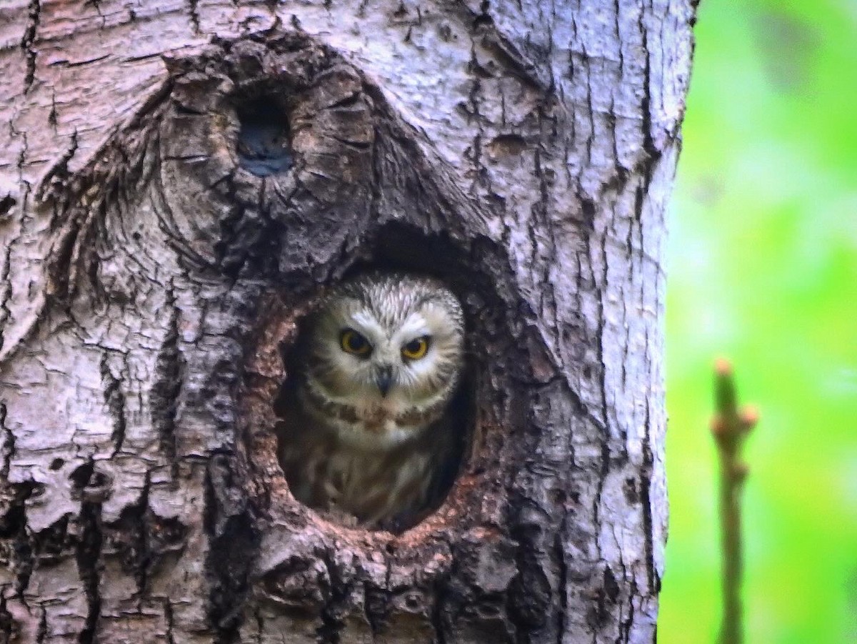 Northern Saw-whet Owl - ML636856030