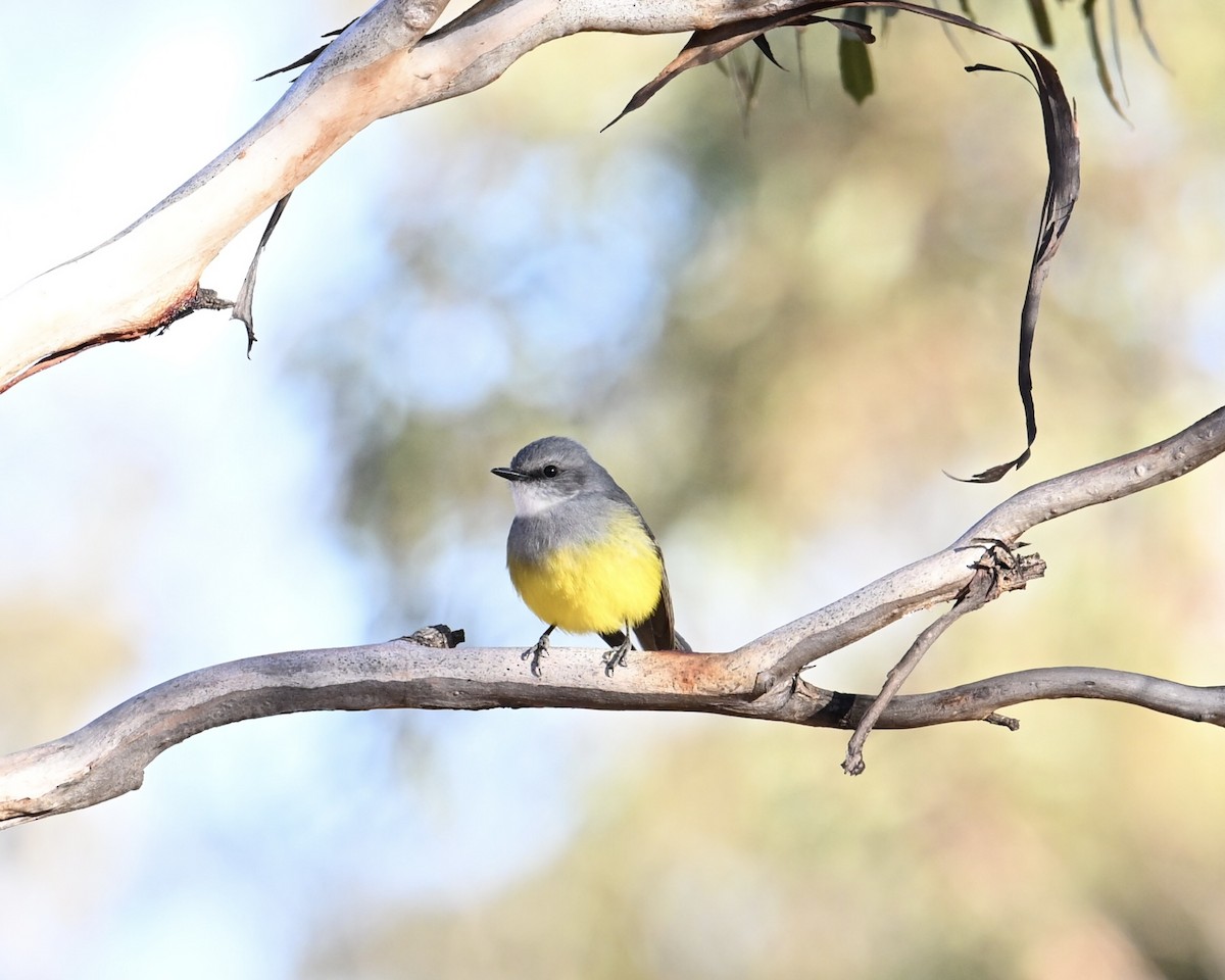 Western Yellow Robin - ML636856036