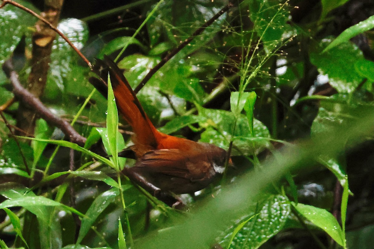 Sulawesi Fantail - ML636856037