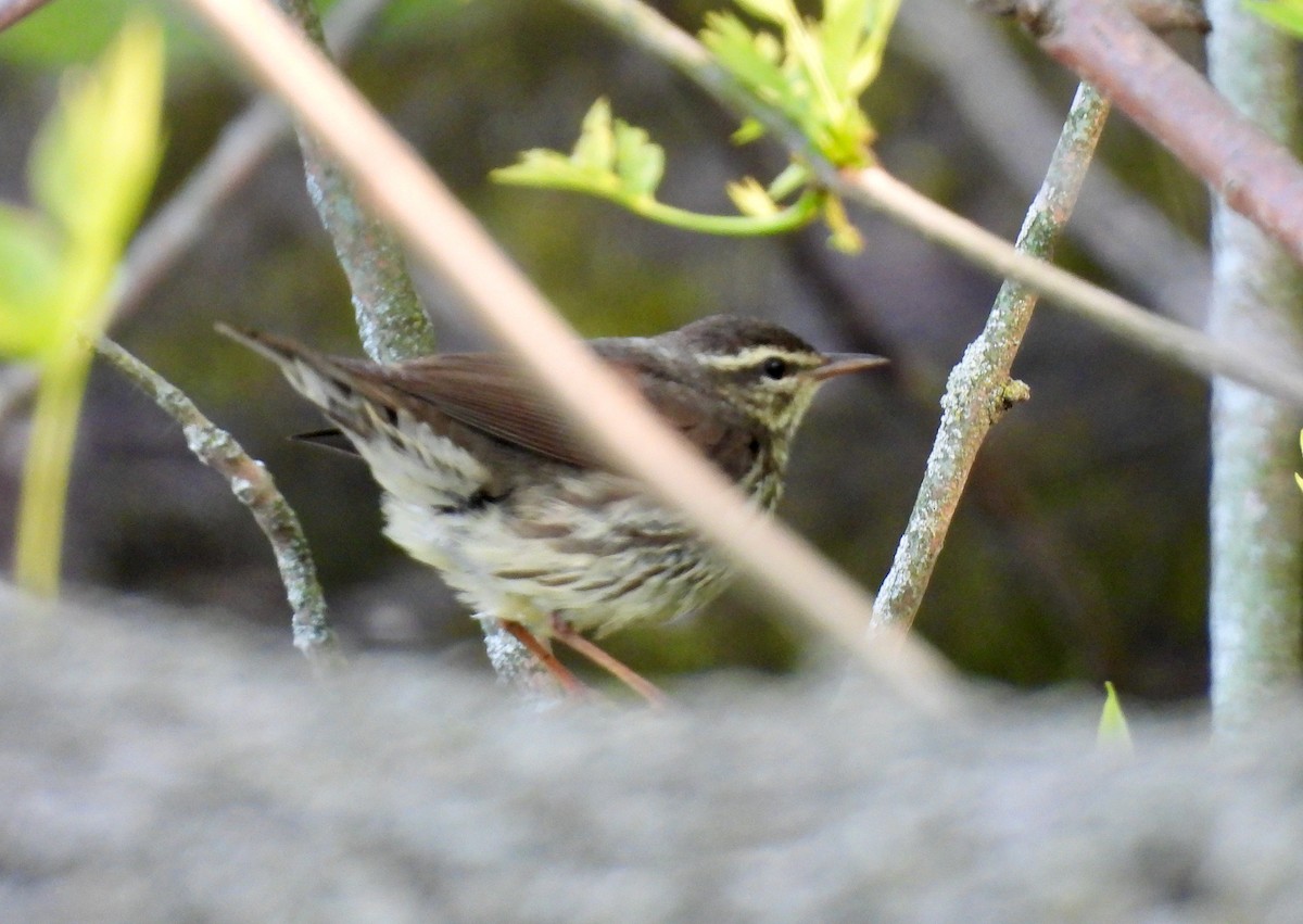Northern Waterthrush - ML636856040