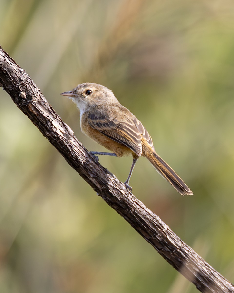 Rufous-sided Scrub-Tyrant - ML636856107