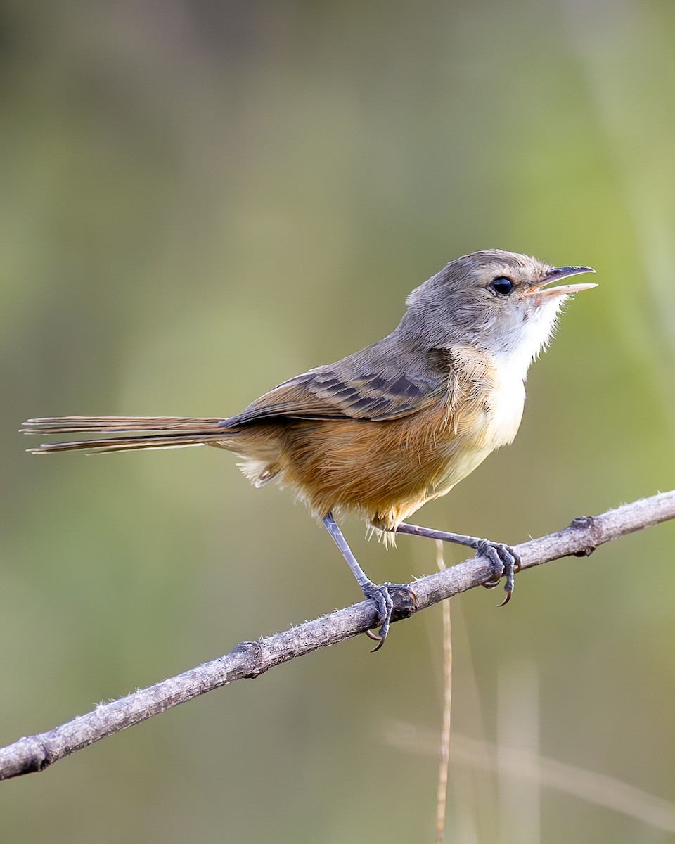 Rufous-sided Scrub-Tyrant - ML636856110