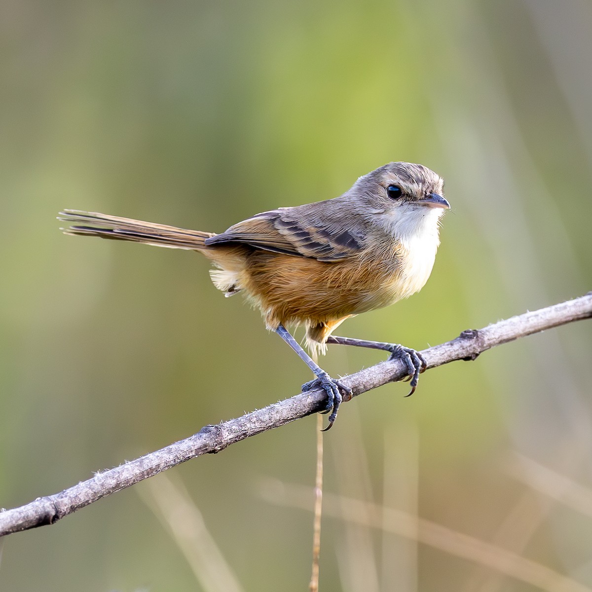 Rufous-sided Scrub-Tyrant - ML636856113
