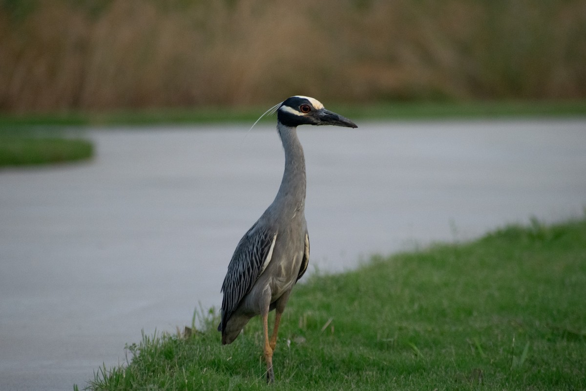 Yellow-crowned Night Heron - ML636856192