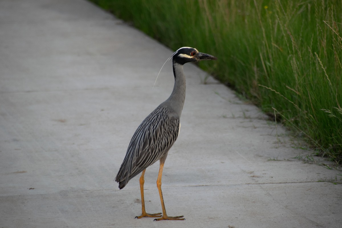 Yellow-crowned Night Heron - ML636856194