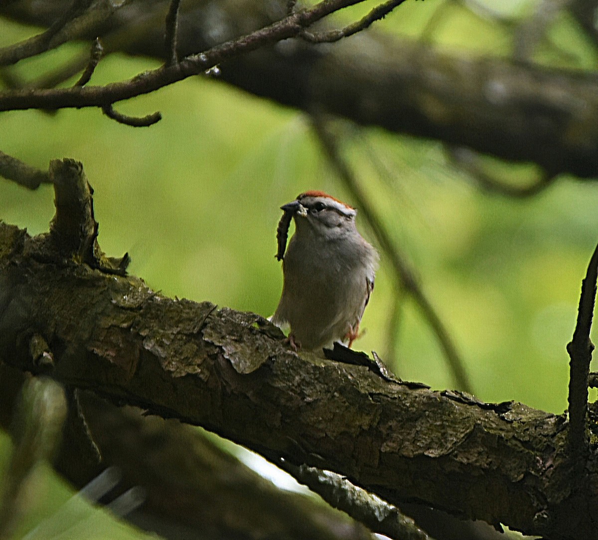 Chipping Sparrow - ML636856198
