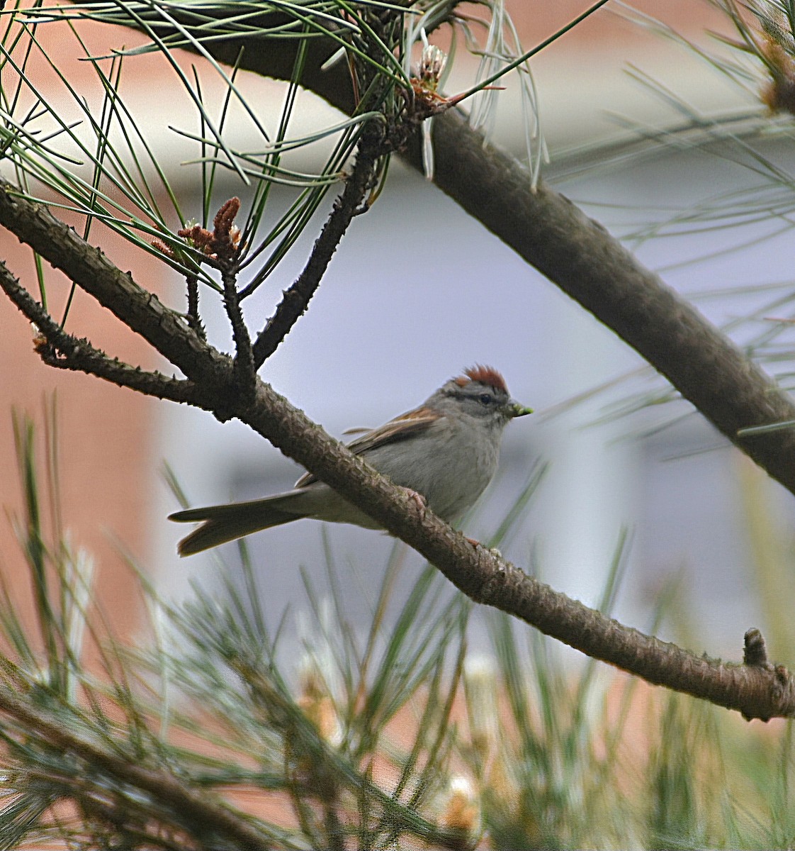 Chipping Sparrow - ML636856199