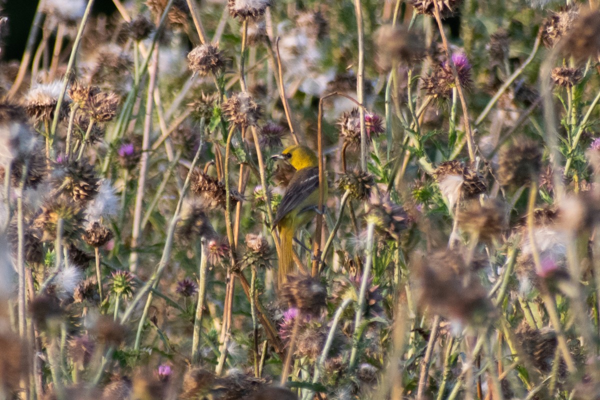 Orchard Oriole - ML636856201