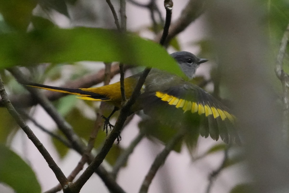 Minivet Gorjigrís (grupo solaris) - ML636856211