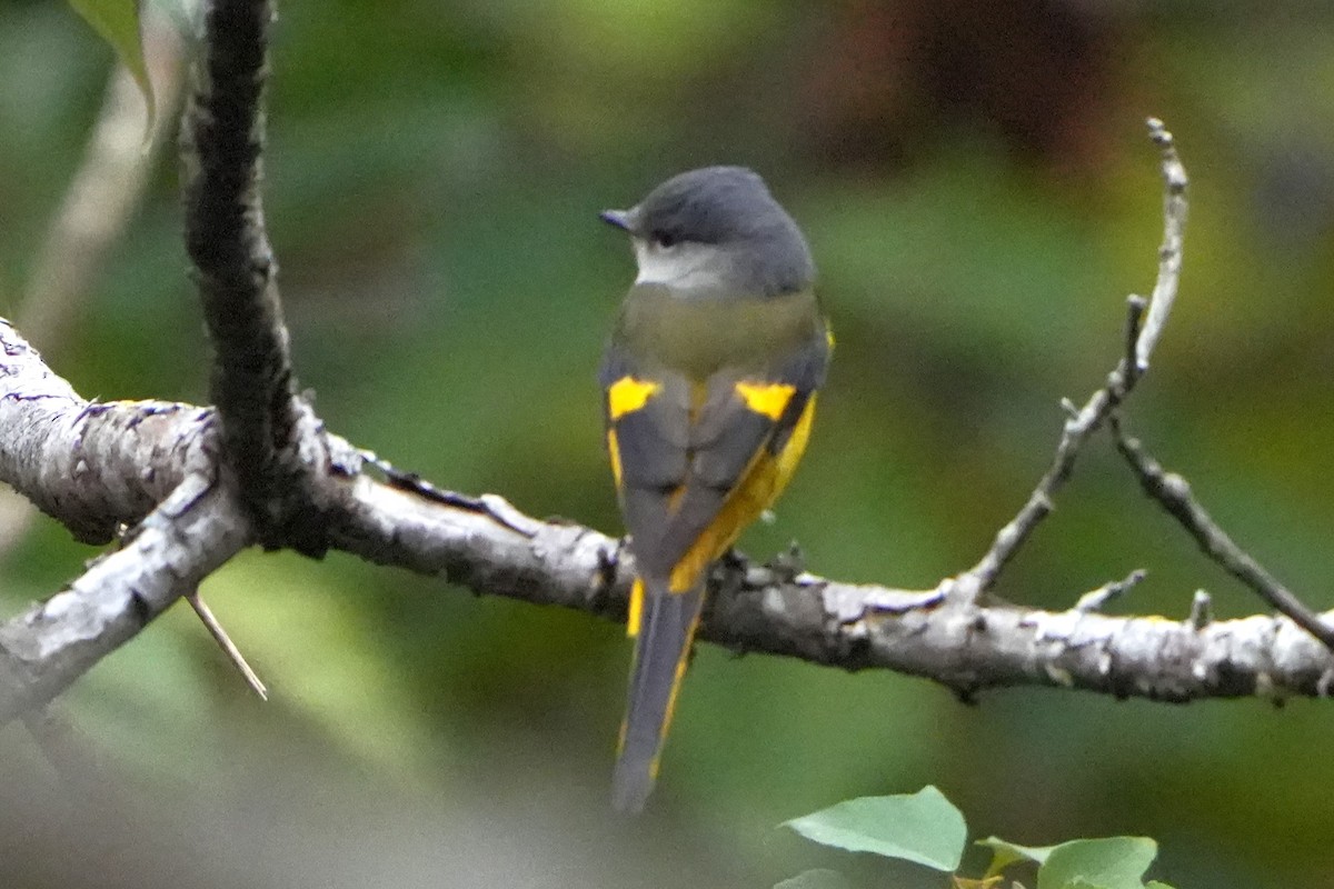 Minivet Gorjigrís (grupo solaris) - ML636856212