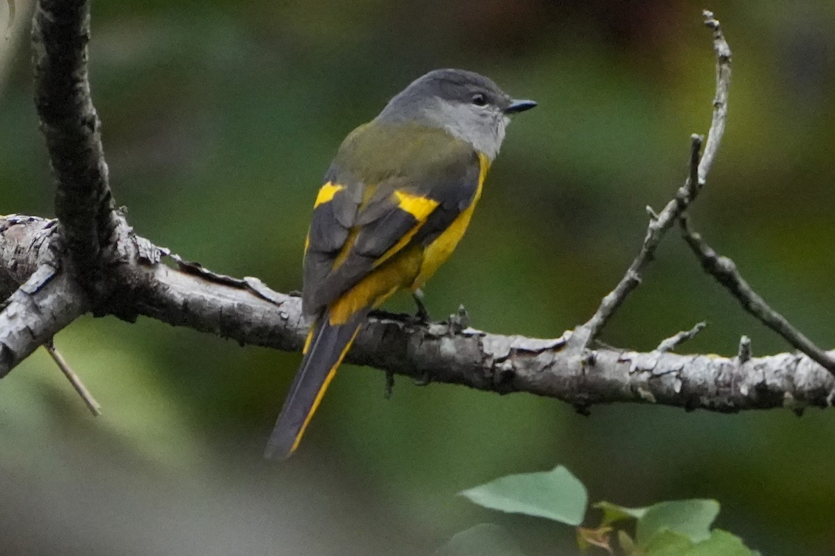 Minivet Gorjigrís (grupo solaris) - ML636856213