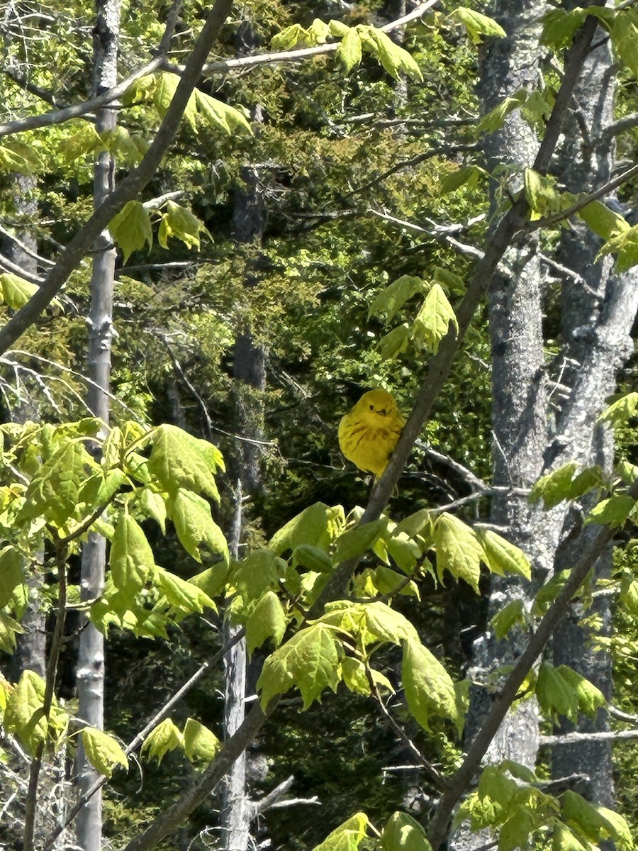 Yellow Warbler - ML636856219