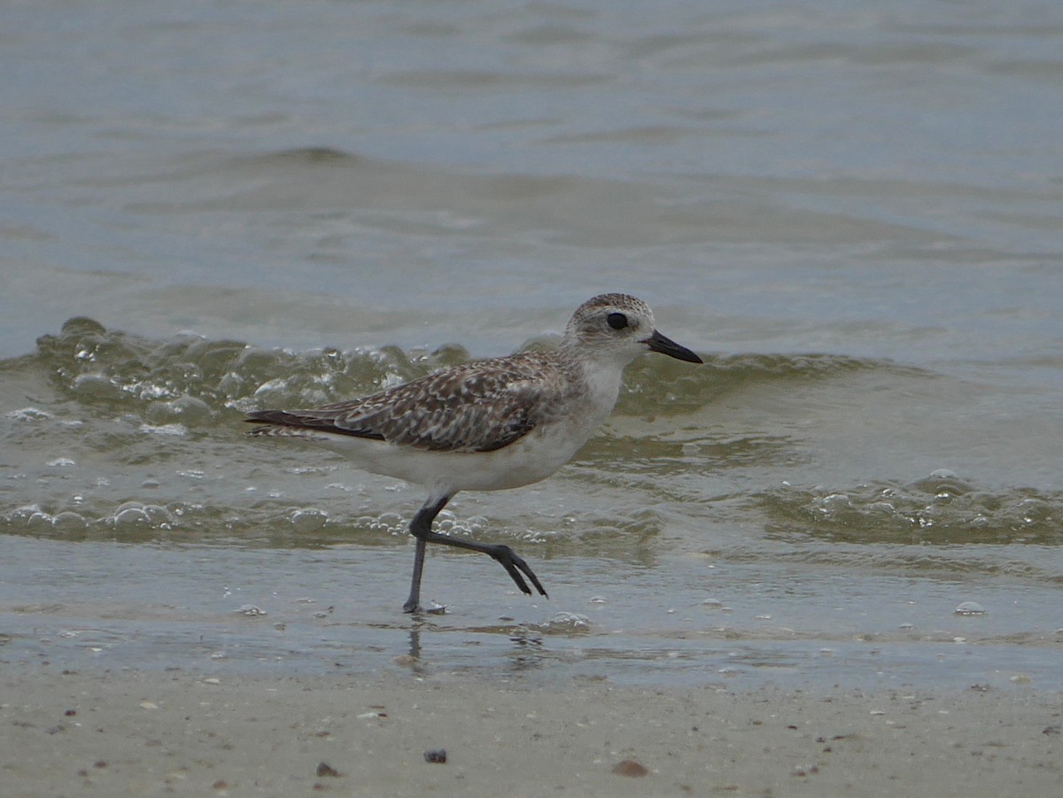 Black-bellied Plover - ML636856247