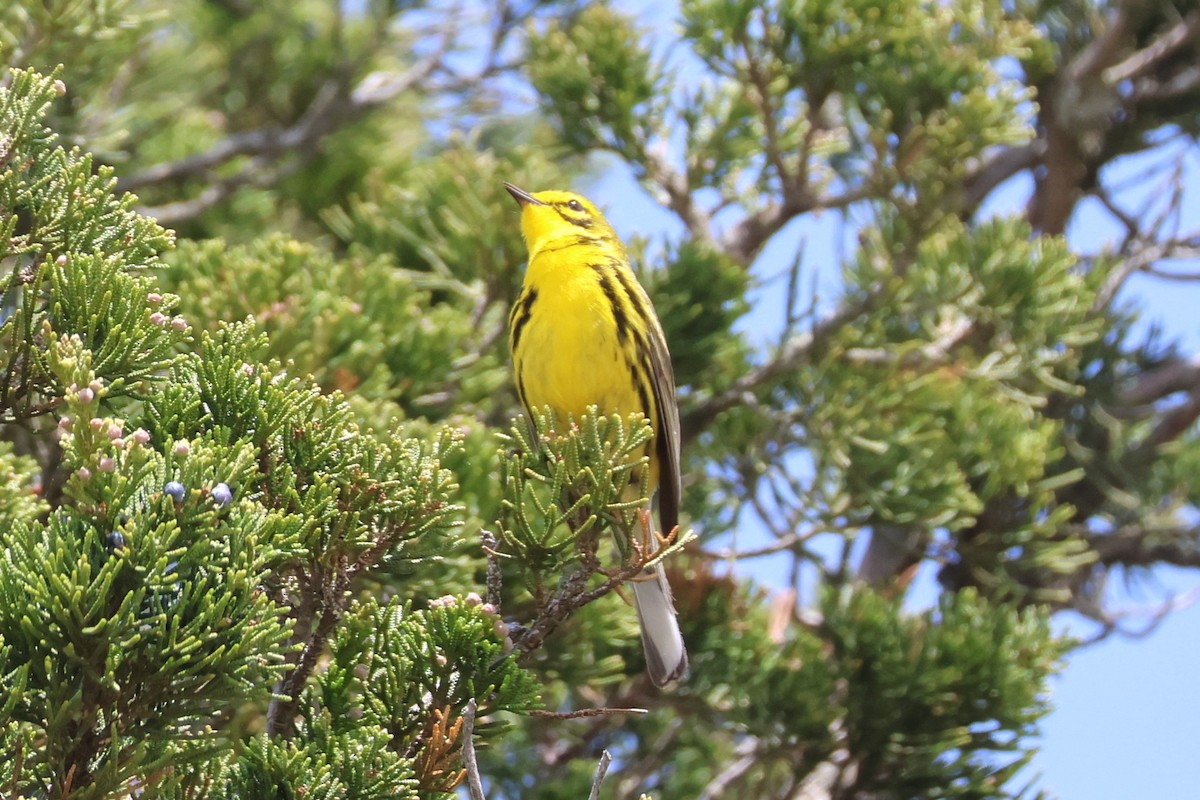 Prairie Warbler - ML636856257