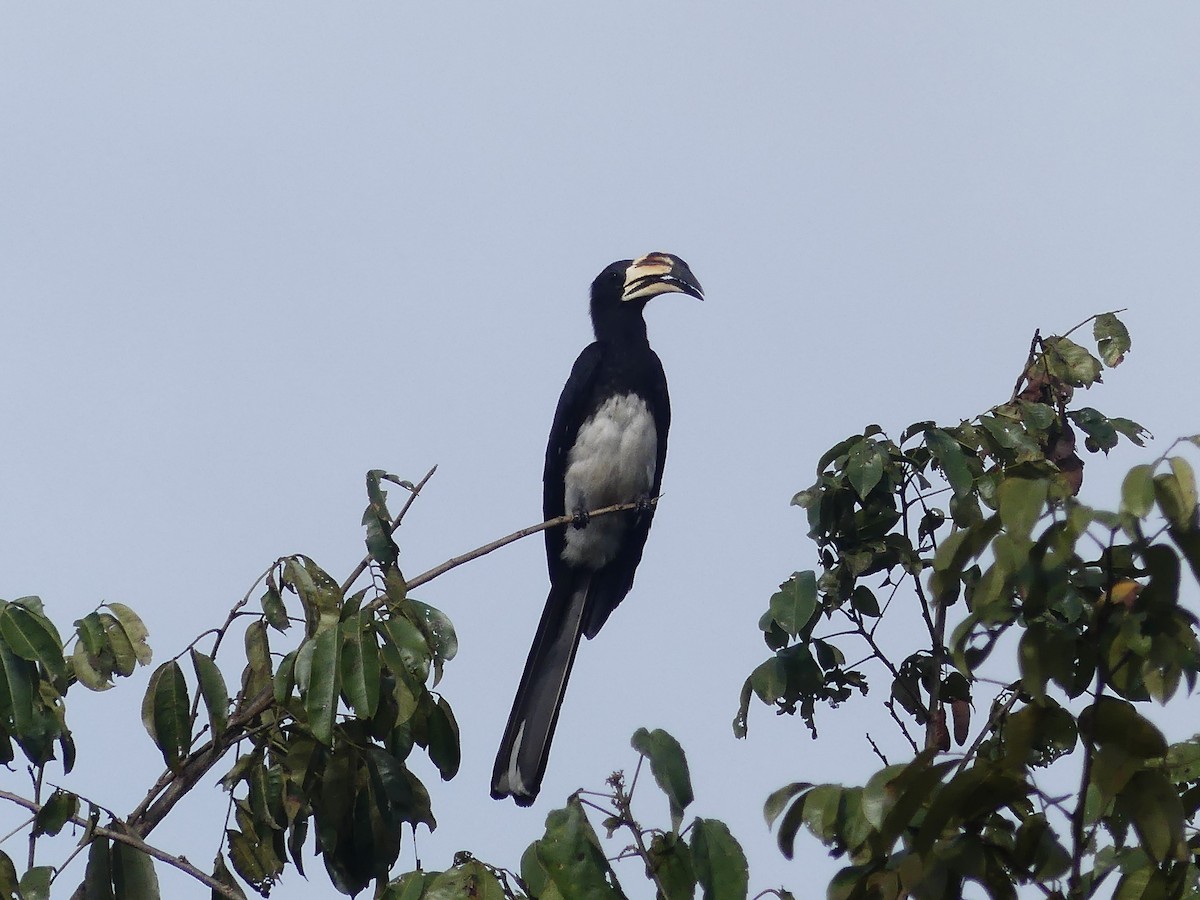 West African Pied Hornbill - ML636856258