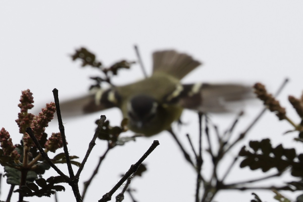 Black-capped Tyrannulet - ML636856262