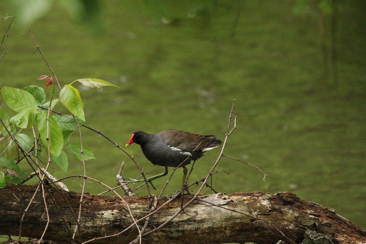 Common Gallinule - ML636856278