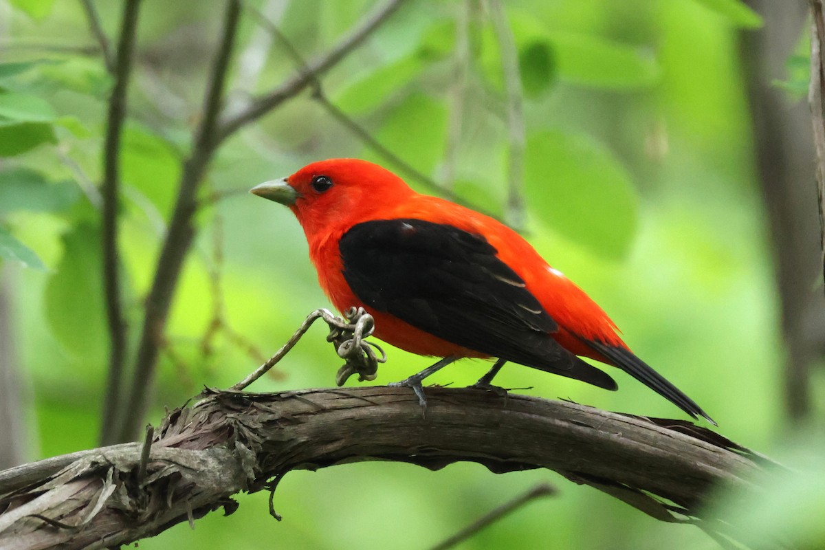 Scarlet Tanager - ML636856280