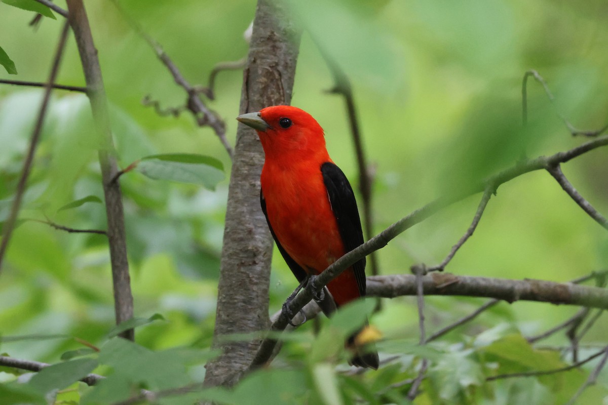 Scarlet Tanager - ML636856300