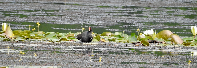 Common Gallinule - ML636856324