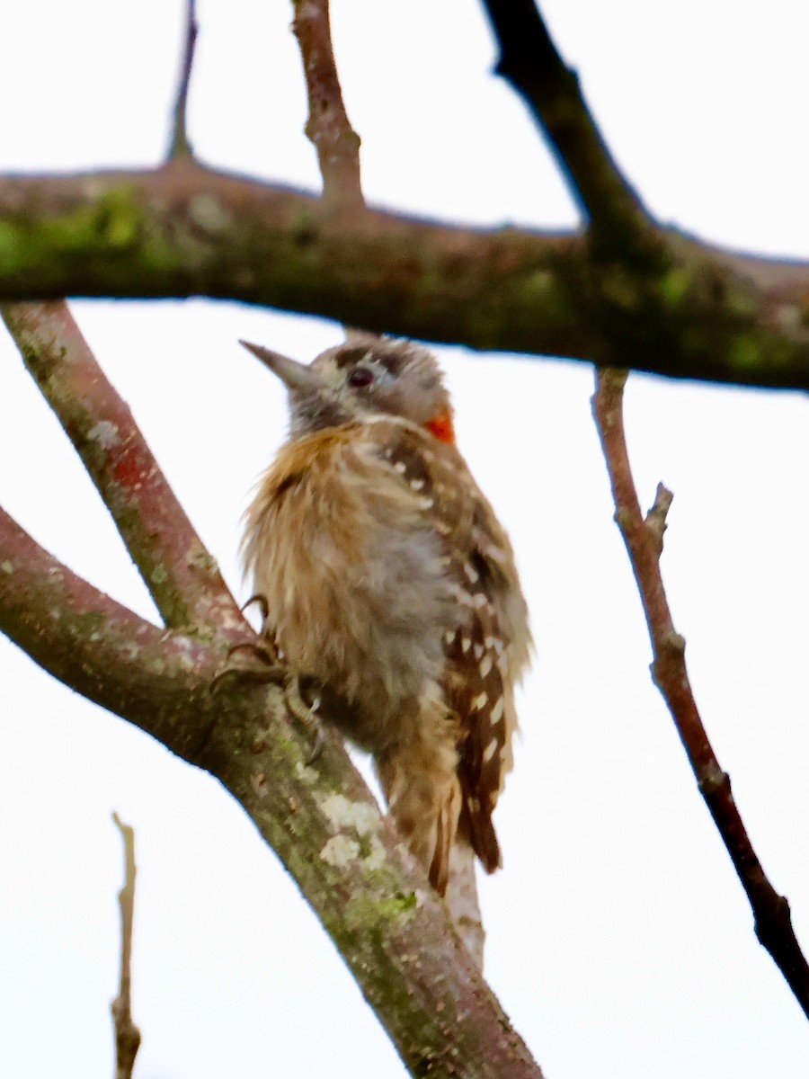 Sulawesi Pygmy Woodpecker - ML636856327