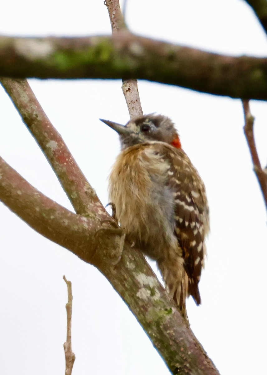 Sulawesi Pygmy Woodpecker - ML636856328