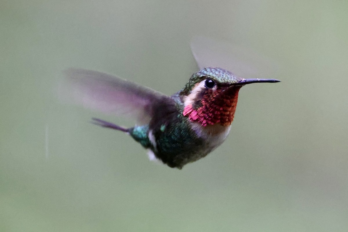 Colibri bourdon - ML636856376