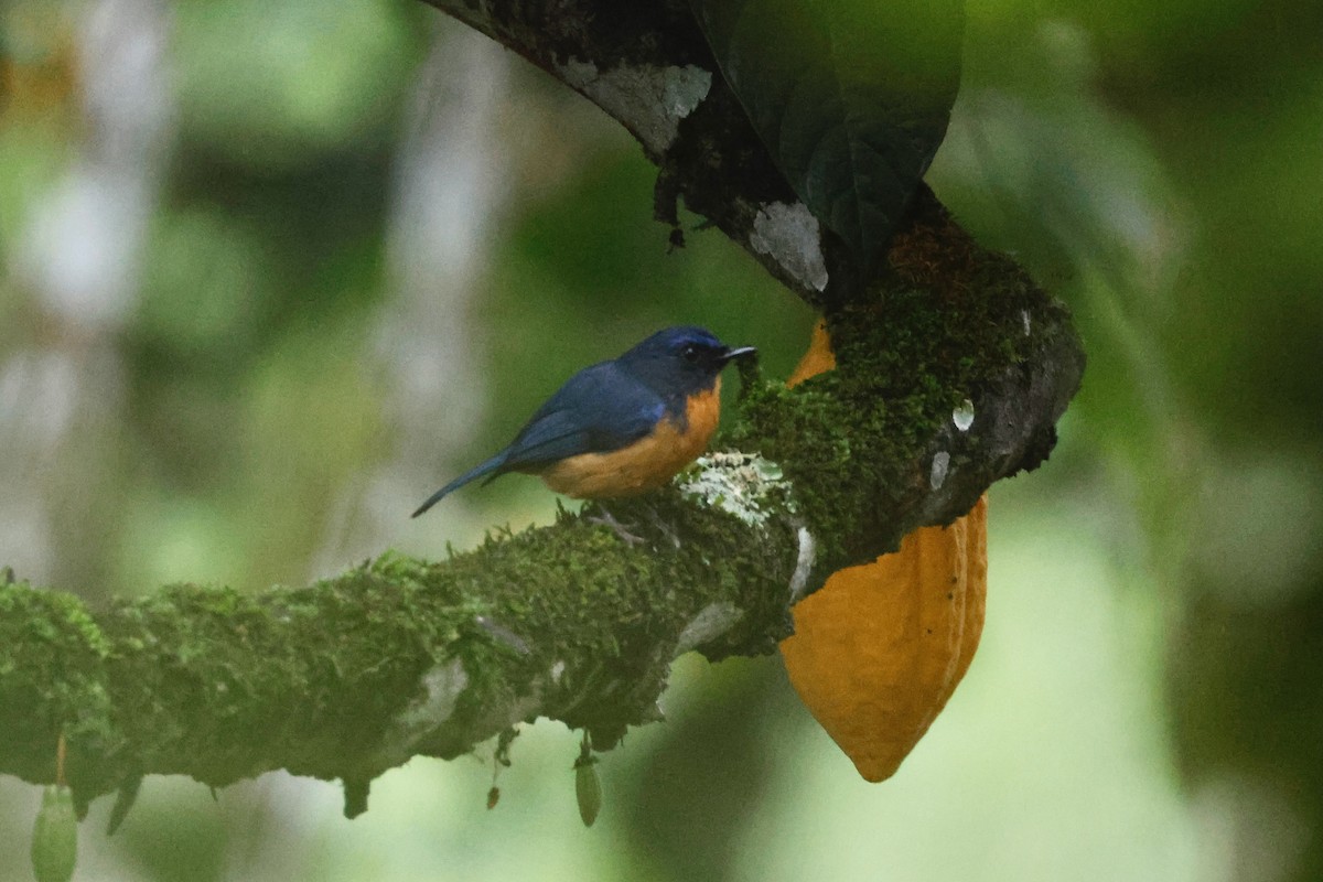 Sulawesi Blue Flycatcher - ML636856448