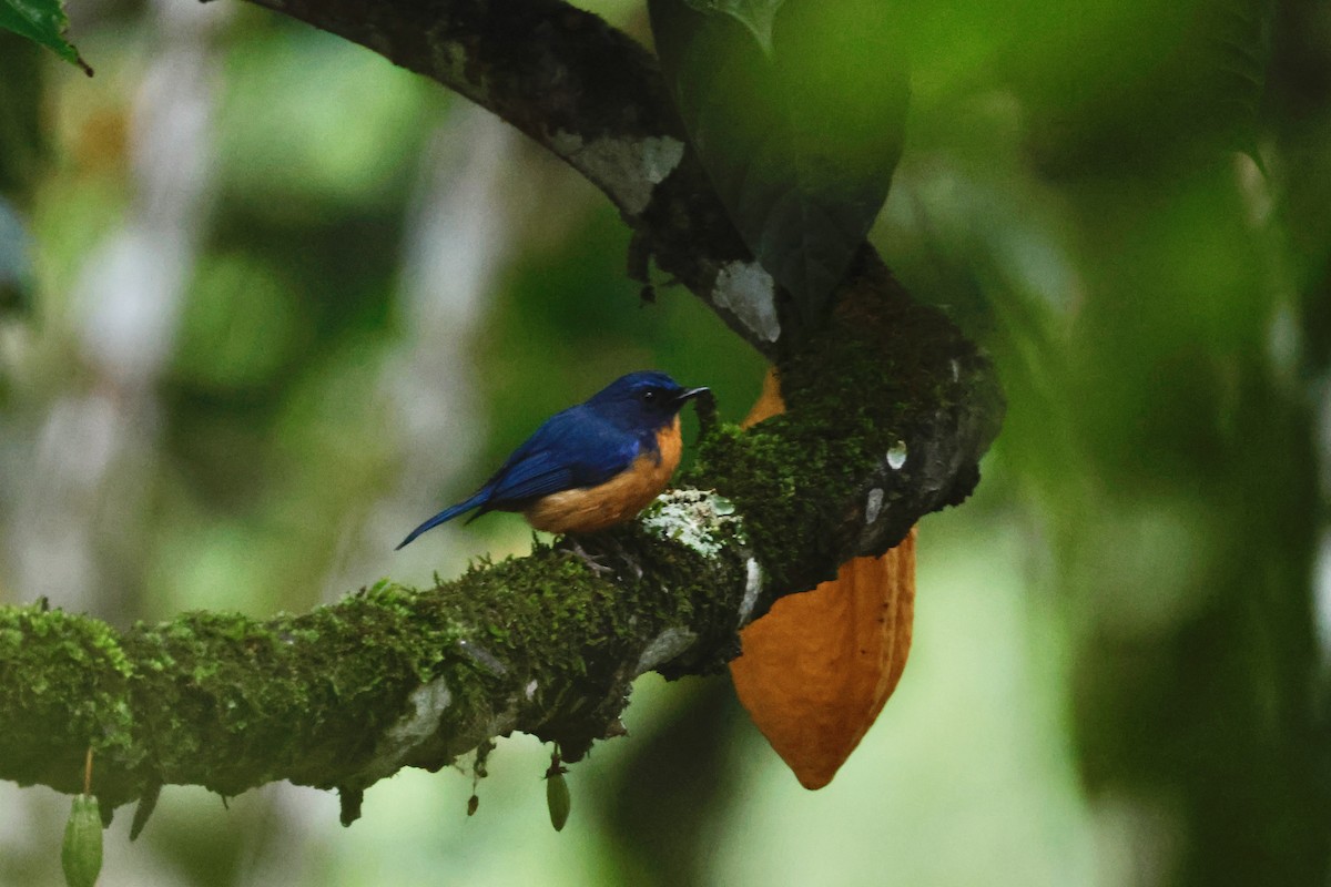 Sulawesi Blue Flycatcher - ML636856449