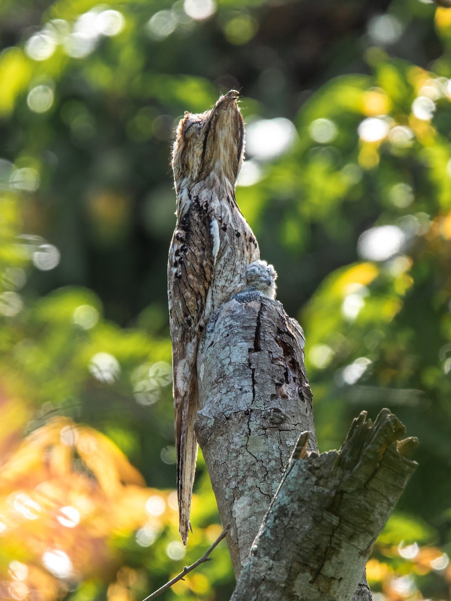 Northern Potoo - ML636856510