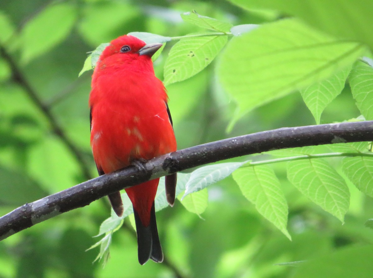 Scarlet Tanager - ML636856513