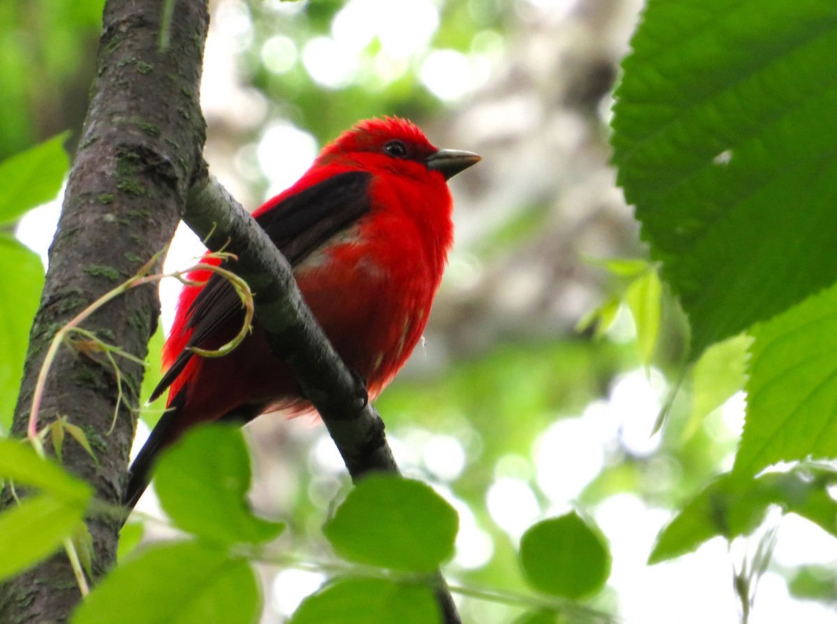 Scarlet Tanager - ML636856526