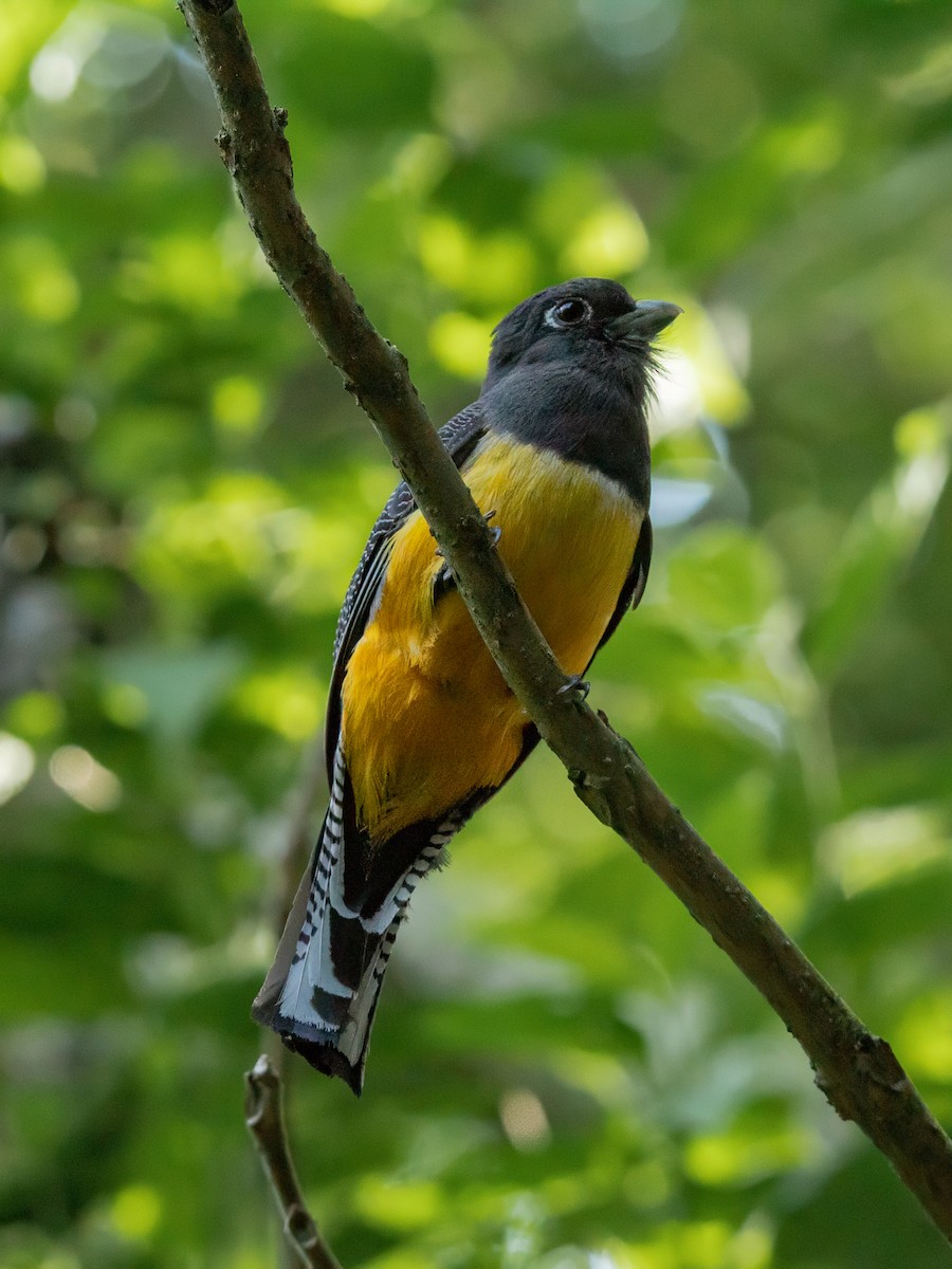 Gartered Trogon - ML636856544