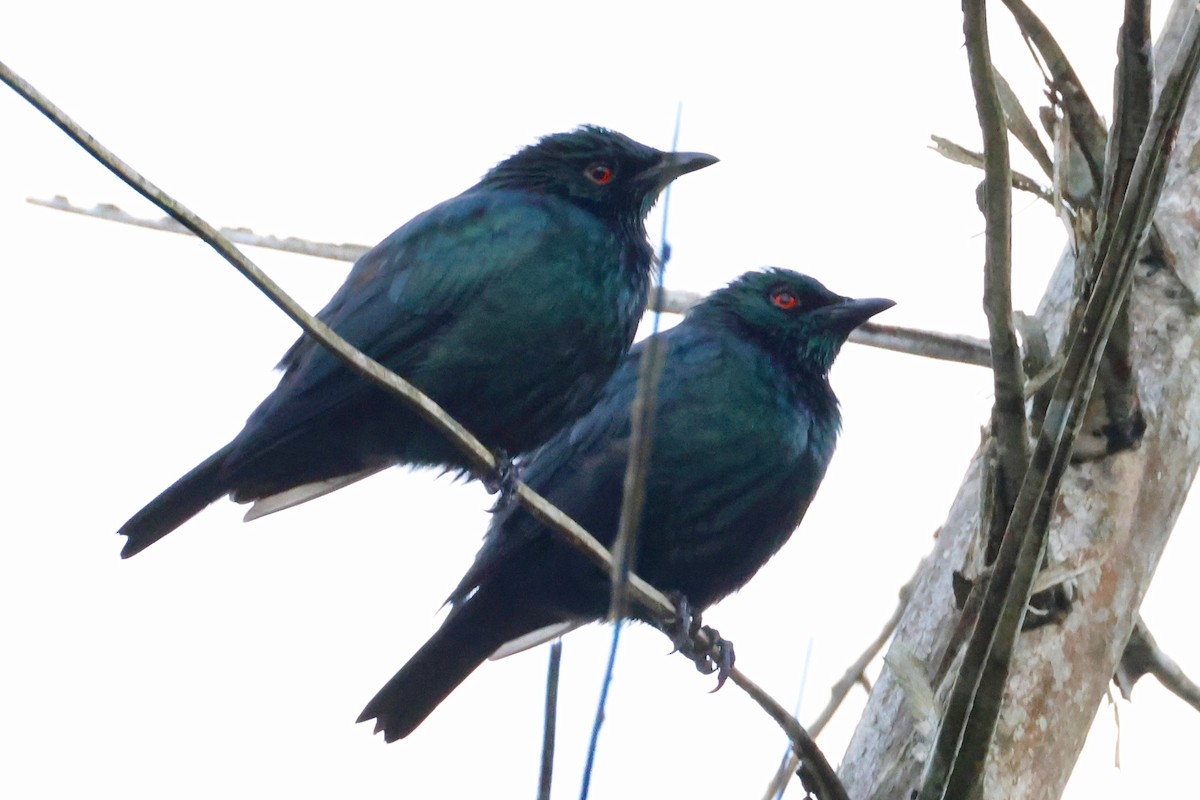 Short-tailed Starling - ML636856555