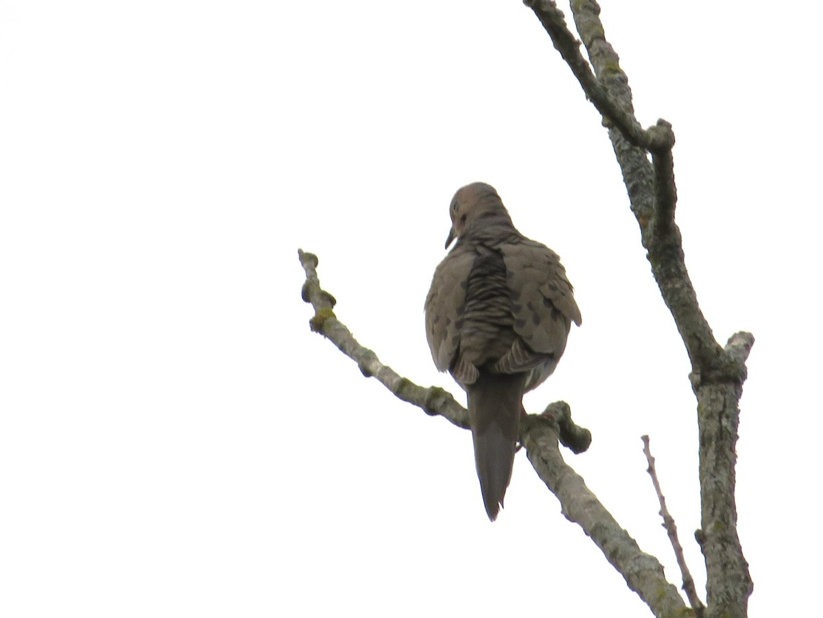 Mourning Dove - ML636856563