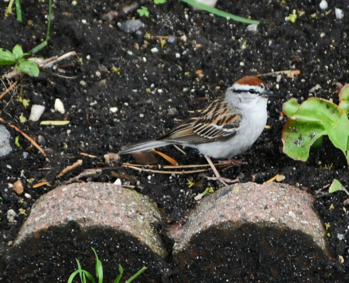 Chipping Sparrow - ML636856599