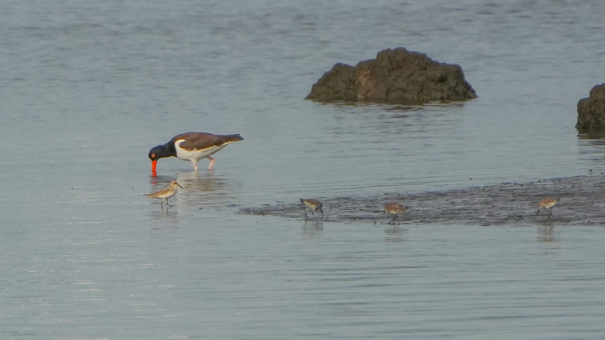 Bergstrandläufer - ML636856711