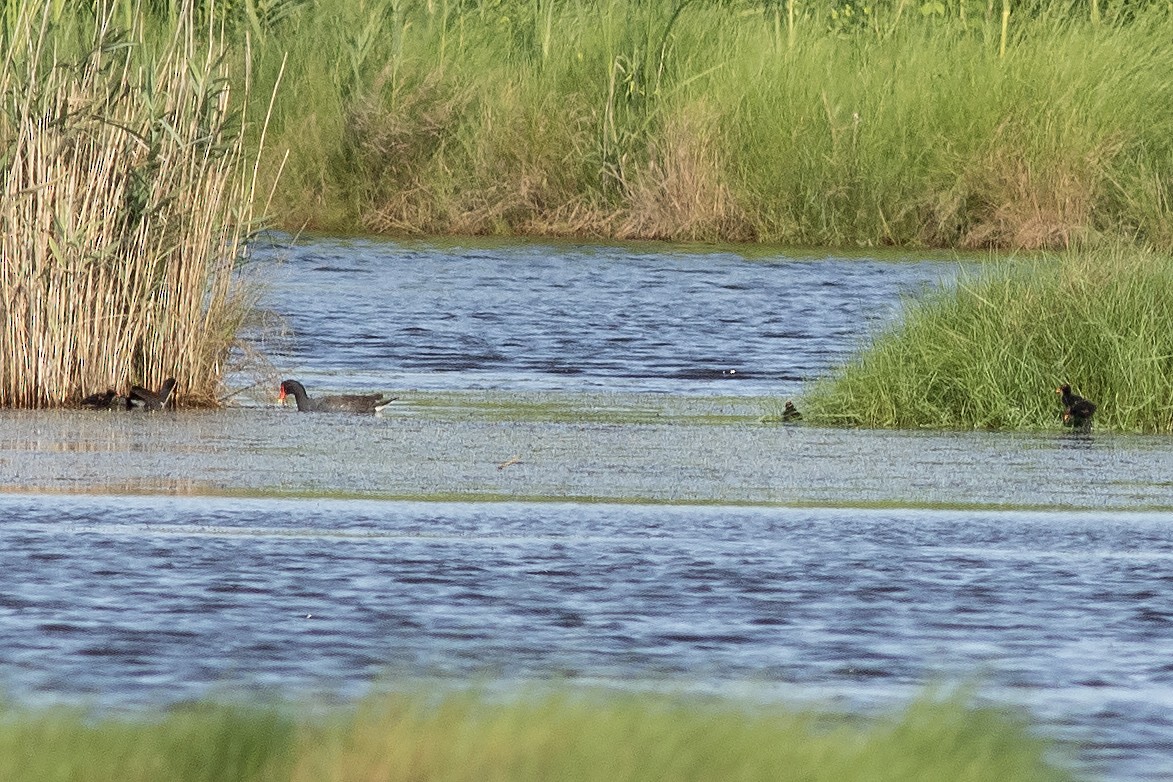 Common Gallinule - ML636856731