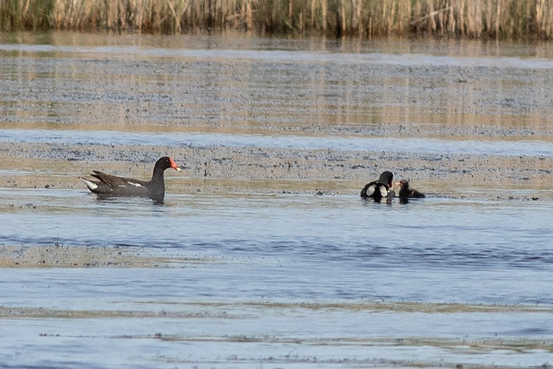 Common Gallinule - ML636856732