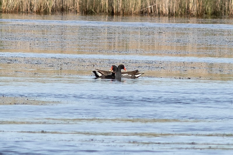 Common Gallinule - ML636856733