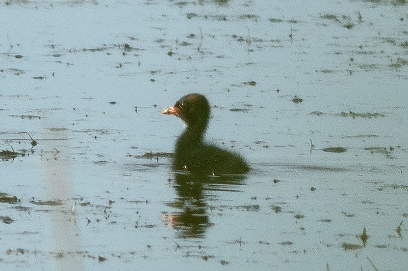 Common Gallinule - ML636856734