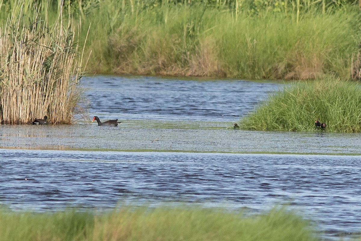 Common Gallinule - ML636856735