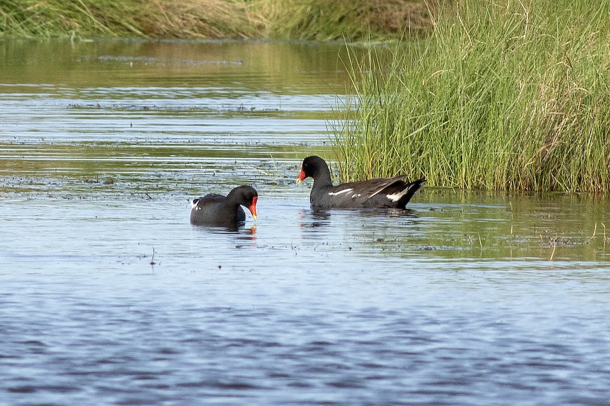 Common Gallinule - ML636856736