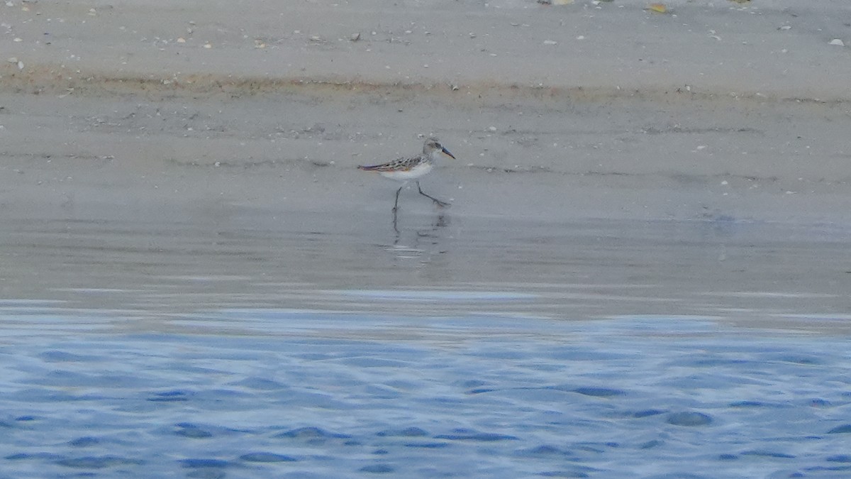 Bergstrandläufer - ML636856737
