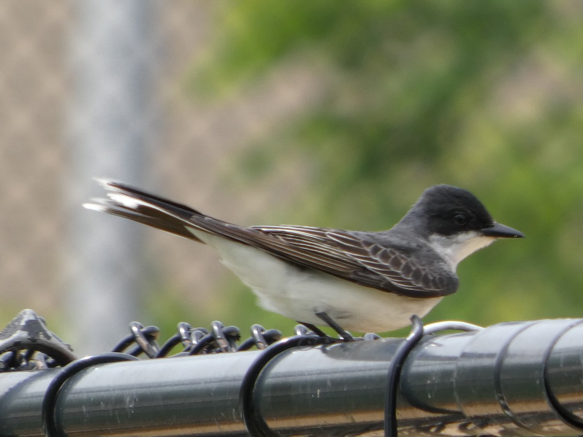 Eastern Kingbird - ML636856781
