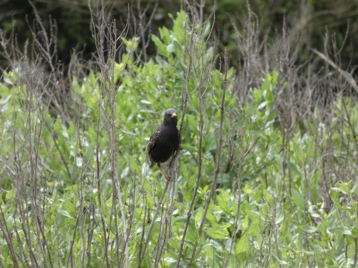 European Starling - ML636856789