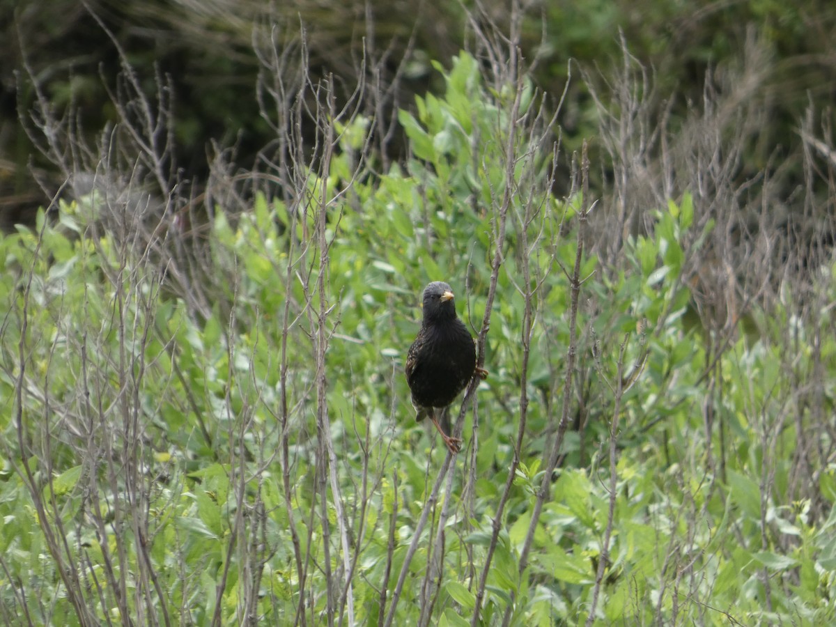 European Starling - ML636856790