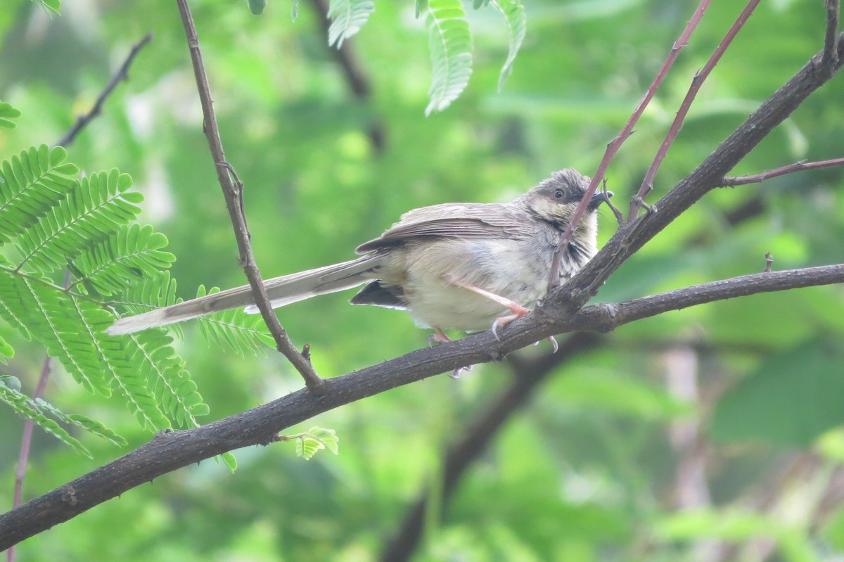 Himalayan Prinia - ML636856838